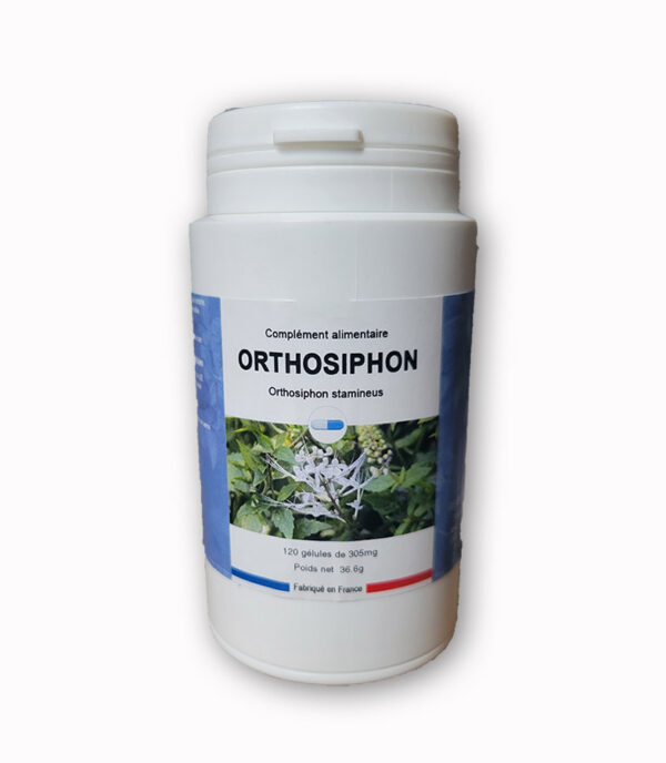 Orthosiphon